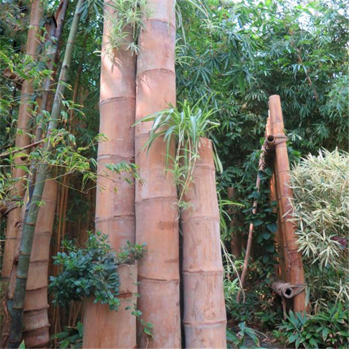 Dragon%20Bamboo%20Tree%20Plant%20Bamboo%20Tree%20For%20Home%20Garden%20(%E0%A6%AC%E0%A7%80%E0%A6%9C)%20-%20Image%202