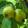 Deshi Guava Seed (পেয়ারা বীজ- ২০ পিস) ‍. 