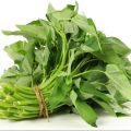 Hybrid Organic Kangkong Water Spinach Seeds (কলমী শাক বীজ) - 50 Pcs Seeds.