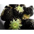 Bonsai fruit Black Strawberries Strawberry Seeds Fruits Rare garden decoration plant 20pcs. 