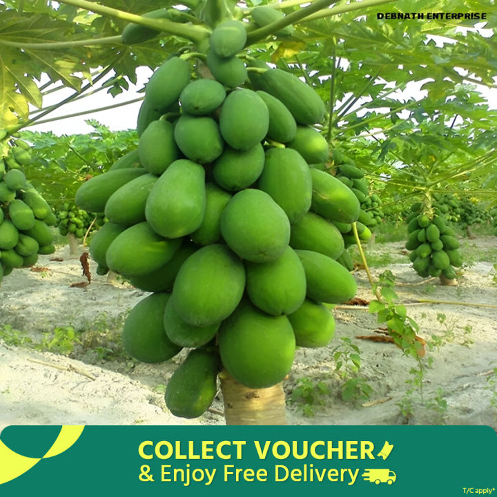 Organic Hybrid Papaya Seeds - 20+ Pcs Seeds