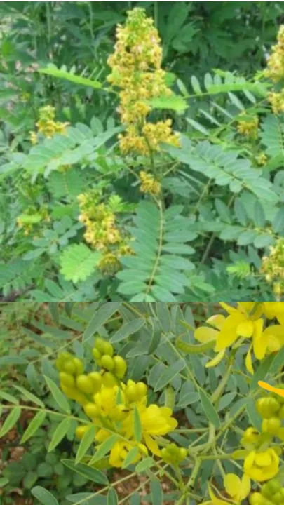 Sona%20Pata%20Powder%20Sona%20Powder%20100gm%20%20sona%20pata%20gura%20poly%20pac%20-%20Image%205