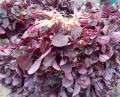 Red Spinach Seed ( Lal Shak ) - 20 gm lal shak seeds - লাল শাকের বীজ Hybrid  seeds/seed/bij. 