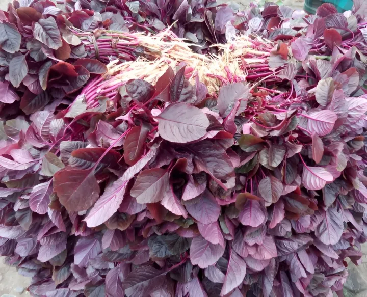 Red%20Spinach%20Seed%20(%20Lal%20Shak%20)%20-%2020%20gm%20lal%20shak%20seeds%20-%20%E0%A6%B2%E0%A6%BE%E0%A6%B2%20%E0%A6%B6%E0%A6%BE%E0%A6%95%E0%A7%87%E0%A6%B0%20%E0%A6%AC%E0%A7%80%E0%A6%9C%20Hybrid%20%20seeds/seed/bij%20-%20Image%203