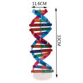 Human Genes DNA Models Double Helix Science Toys Teaching Learning Education Toy.