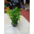 Atificial plant   rifat - Home Decoration Item - Home Decoration Item - artificial flower. 