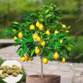 All Season Dwarf Lemon Tree Seeds - 10 Pcs SeedS.