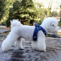 Pet   Harnesses Vest Reflective  Harness And Leash Set For Chihuahua Pug Small Medium Chest S ng Lead Leash. 