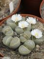 20pcs Mix Lithops bonsai Living Stones Flower Succulent Cactus Organic Plant Home Garden. 