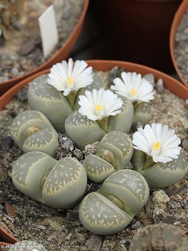 20pcs%20Mix%20Lithops%20bonsai%20Living%20Stones%20Flower%20Succulent%20Cactus%20Organic%20Plant%20Home%20Garden%20-%20Image%202