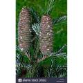 Fir Tree Seeds -30 Pcs seeds (Global). 