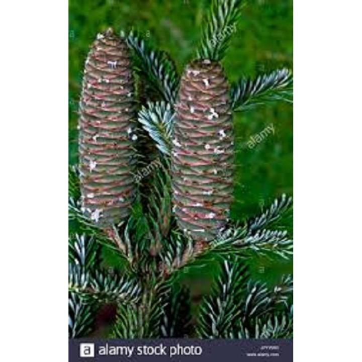 Fir Tree Seeds -30 Pcs seeds (Global)