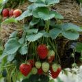 Hybrid Bari Red Strawberry -হাইব্রিড স্ট্রবেরি Imported Global Seeds - 25 Pcs Seeds Hybrid China /seeds/seed/bij. 