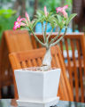 Adenium Abesham pink varity 15 piece seeds.+seeds, 90% germination rate.. 