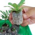 Environmental Peat Pellets Seedling Jiffy Transplanting NURSERY Seeds- 5Pcs Seeds.
