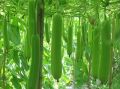Long Gourd / Lau Seeds (লম্বা লাউ বীজ) - 10 Pcs Seeds. 