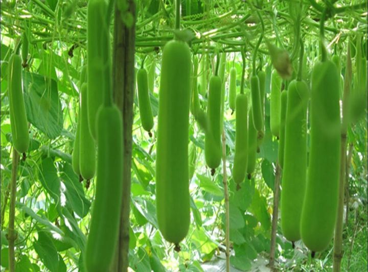 Long%20Gourd%20/%20Lau%20Seeds%20(%E0%A6%B2%E0%A6%AE%E0%A7%8D%E0%A6%AC%E0%A6%BE%20%E0%A6%B2%E0%A6%BE%E0%A6%89%20%E0%A6%AC%E0%A7%80%E0%A6%9C)%20-%2010%20Pcs%20Seeds%20-%20Image%202
