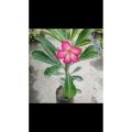 Adenium tree single petal flower tree 1 pcs.