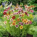 Chrysanthemum Carinatum Seed - 20/40pcs - Mixed Color Hybrid ক্রিসেন্থিমাম ফুলের বীজ মিক্সড কালার হাইব্রিড বীজ - (চন্দ্রমল্লিকা সিংগেল ভেরাইটি). 