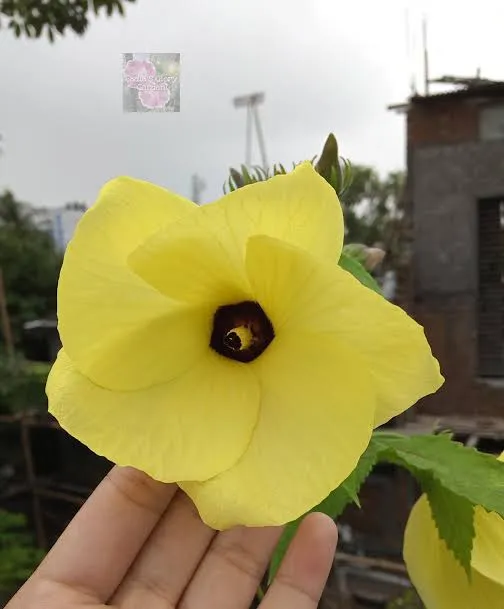 Mesta%20Joba%20Flowers%20Seeds%2015%20Pis%20(Multicolor%20Flowers%20Seeds)%20-%20Image%204