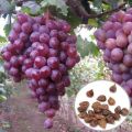 All Season Red Grape Seeds - 20 Pcs SeedS. 