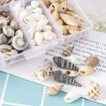 About 100Pcs/Box Natural Conch Shells Aquarium Landscape Seashells Crafts Decor Cherry Super Store. 