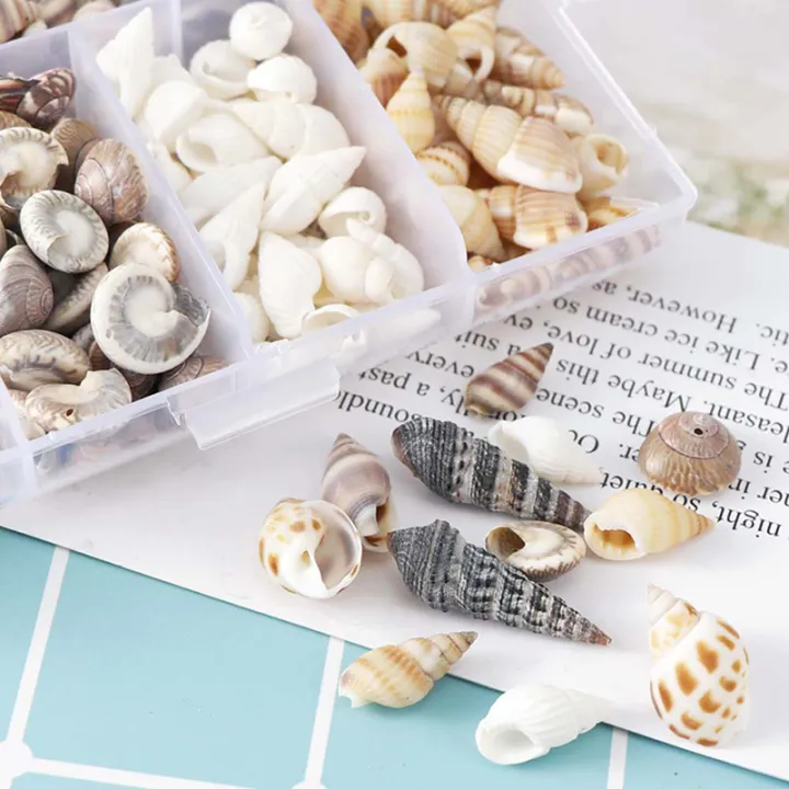 About%20100Pcs/Box%20Natural%20Conch%20Shells%20Aquarium%20Landscape%20Seashells%20Crafts%20Decor%20Cherry%20Super%20Store%20-%20Image%208