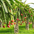 Red Dragon Tree 5 pcs For Home Gardening - Cutting of Dragon Fruit Plant. 