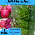 BARI-1 Dragon Fruit For Home Gardening - Cutting of Dragon Fruit Plant With roots (1 Piece). 