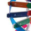 Human Genes DNA Models Double Helix Science Toys Teaching Learning Education Toy. 