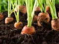 গাজর/ Carrot Seed - 50/100 pcs Seed - (বারমাস চাষ যোগ্য হাইব্রিড গাজরের বীজ ).