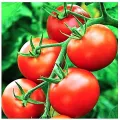 All Season Red Tomato Seeds - 30 Pcs Seeds. 