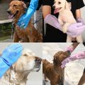 Pet Grooming Cleaning Gloves Dog Cat Bathing Glove Indirect Shampoo Gel Scrubber Clean Soft Silicone Glove Hand Skin Protection. 