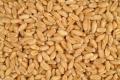 Red Wheat Grain For Brids Foods -( লাল গমের দানা )-1Kg. 