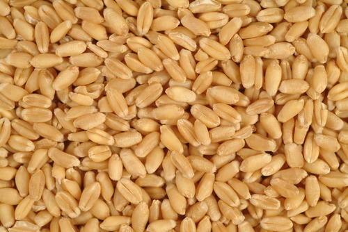 Red%20Wheat%20Grain%20For%20Brids%20Foods%20-(%20%E0%A6%B2%E0%A6%BE%E0%A6%B2%20%E0%A6%97%E0%A6%AE%E0%A7%87%E0%A6%B0%20%E0%A6%A6%E0%A6%BE%E0%A6%A8%E0%A6%BE%20)-1Kg%20-%20Image%204