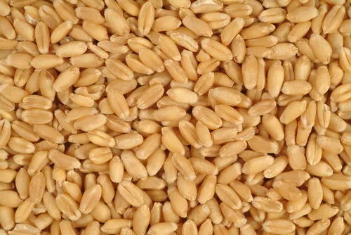 Red%20Wheat%20Grain%20For%20Brids%20Foods%20-(%20%E0%A6%B2%E0%A6%BE%E0%A6%B2%20%E0%A6%97%E0%A6%AE%E0%A7%87%E0%A6%B0%20%E0%A6%A6%E0%A6%BE%E0%A6%A8%E0%A6%BE%20)-1Kg%20-%20Image%204