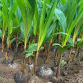Vietnam Hybrid Coconut  Tree- 1 piece. 