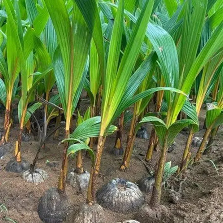 Vietnam%20Hybrid%20Coconut%20%20Tree-%201%20piece%20-%20Image%203