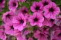 petunia flower seeds 30 pis + gift (all season). 