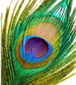 Natural Peacock Feathers Full Size (No Cutting)- Moyur Palak 10 Pcs.