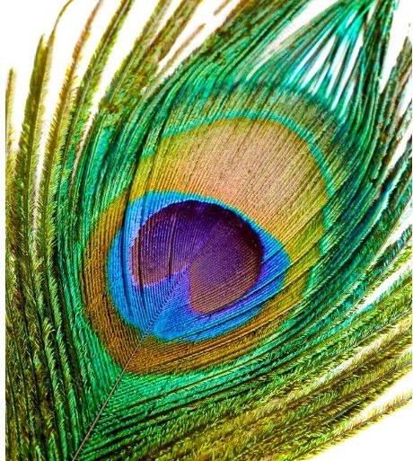 Natural%20Peacock%20Feathers%20Full%20Size%20(No%20Cutting)-%20Moyur%20Palak%2010%20Pcs%20-%20Image%202