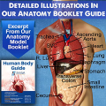 Human Heart, Torso and Skeleton Model for Anatomy and Physiology Students Hands-on 3D Model Learning Tool As Shown 3 Piece. 