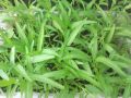 Hybrid original deshi green leaf kolmi shak/water spinach seeds 5gm seeds. 