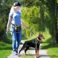 Cute #Lake Blue Direct pet supplies multi-function running reflective pull dog leash double elastic dog leash traction. 