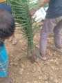 (সৌদি খেজুরের বড় চারা)big tree Tissue culture seedlings of Saudi dates Mary saplings Tree height: 1.5 feet feet Yield will come after 20 months..