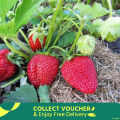 Organic  Red Color Strawberry Seeds - 30 Pcs Seeds. 