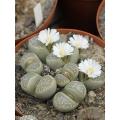 20pcs Mix Lithops bonsai Living Stones Flower Succulent Cactus Organic Plant Home Garden. 