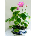 Exceptional Quality - Sholdnat 5 Piece Seed Dwarf Padma Flower Mixed Color Small Water Lily Flower Seed Aquatic Plant - Sustainable Option.