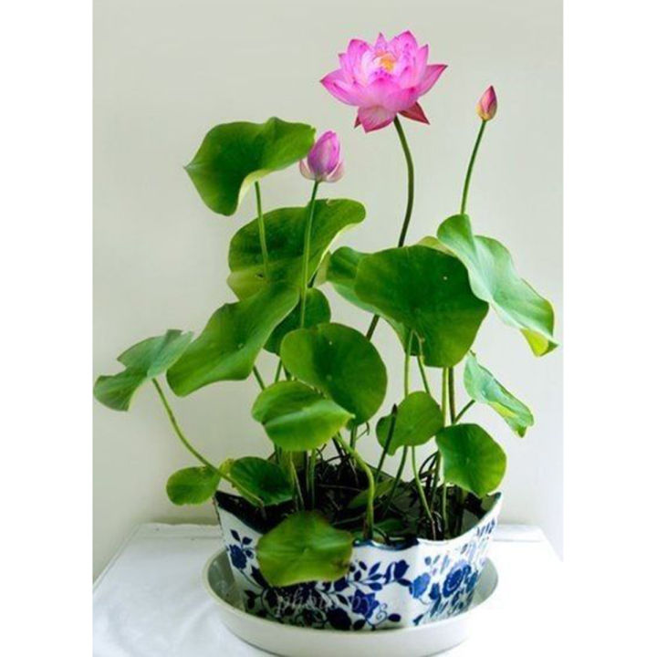 Exceptional%20Quality%20-%20Sholdnat%205%20Piece%20Seed%20Dwarf%20Padma%20Flower%20Mixed%20Color%20Small%20Water%20Lily%20Flower%20Seed%20Aquatic%20Plant%20-%20Sustainable%20Option%20-%20Image%202