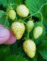 Global Green Strawberry Fruit Seeds - 20 Pcs Seeds. 
